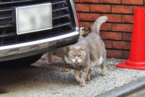 グリとルーフ　出て来た