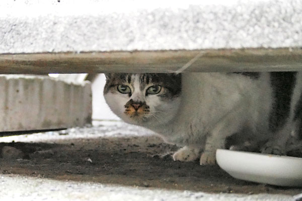 いつもは階段の下にいるしぐれ