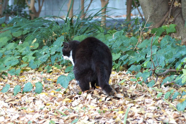 ブッチ　大の方か