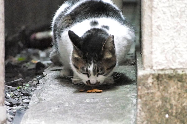 しぐれ　カリカリも