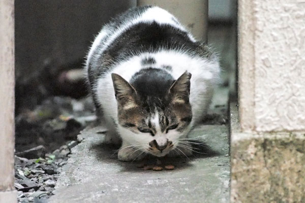 食べるしぐれ