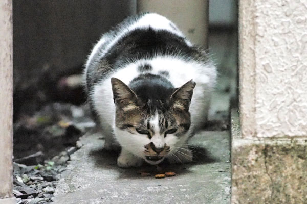 食べるしぐれ２