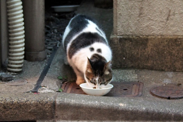 しぐれ　食べてます