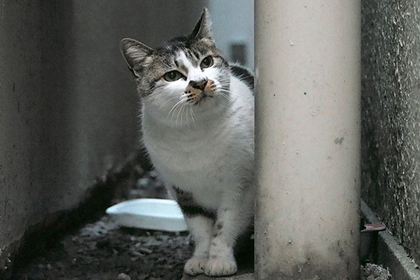 しぐれ　にゃんか聞こえる