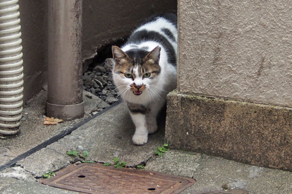 しぐれ　出て来る