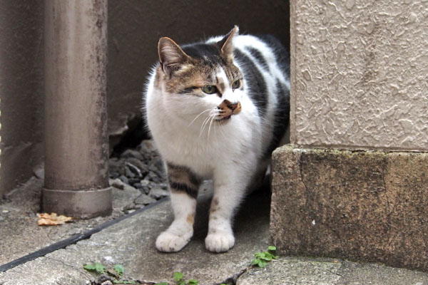 しぐれ　鳴く３