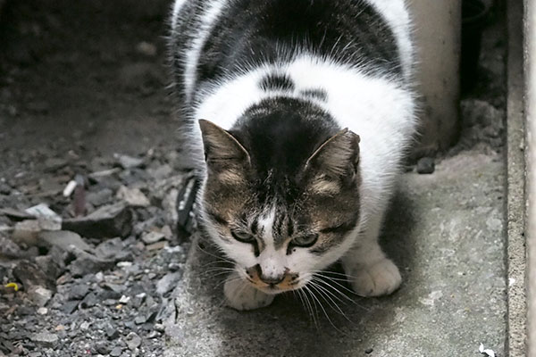 しぐれ　食事は完食