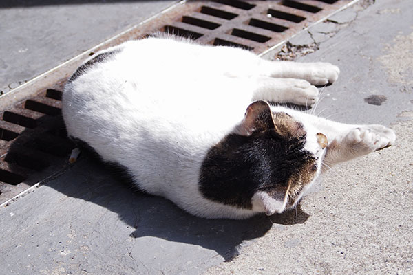 しろまる　手をなめて