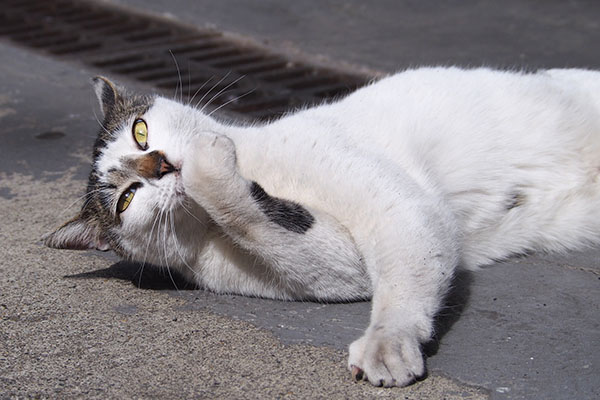 しろまる　たくさん舐める