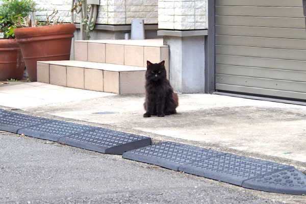 ハリマ　地面に