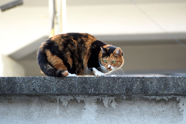 ミク　地上を警戒