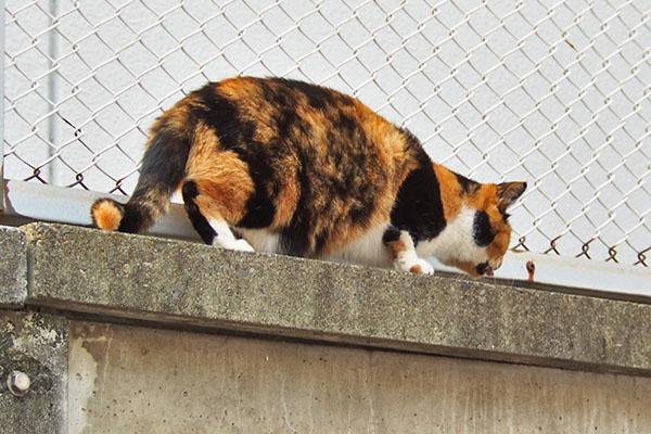 ミク　食べている