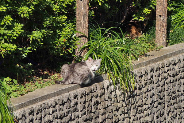 振り返る　クロム