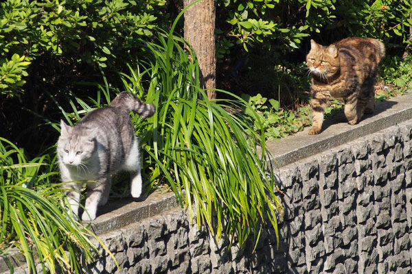 障害物に気付くクラタン