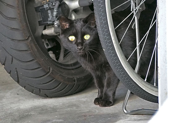 キト　自転車横に