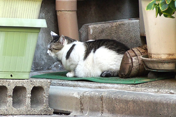 ケイが居ました