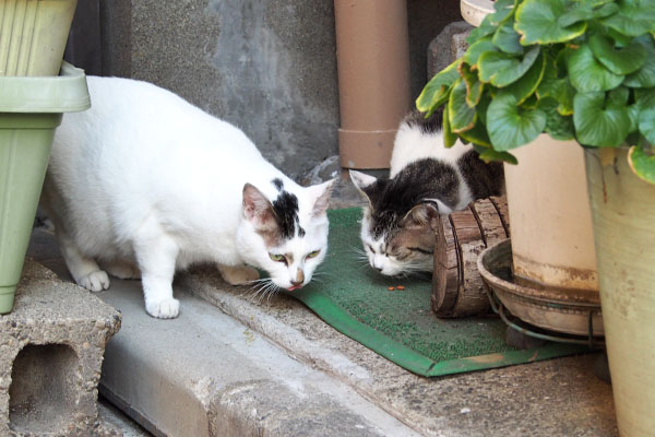 ケイとオーロラ　オヤツ