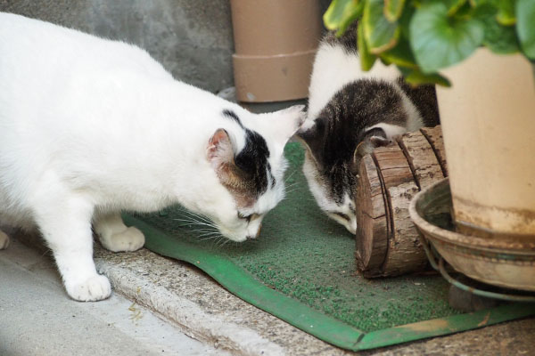 ケイとオーロラ　残さず