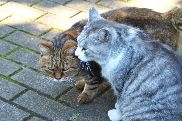 クロムとクラタン　いちゃいちゃ