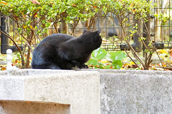 キト　誰かおる