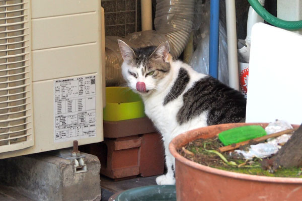 お食事中もぺろ　ケイ