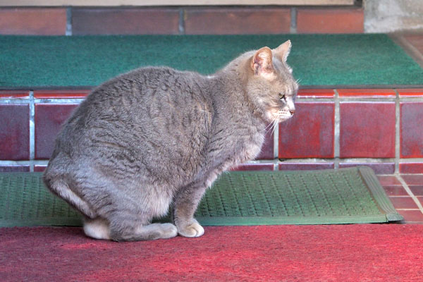 シピ　迷惑そうな目