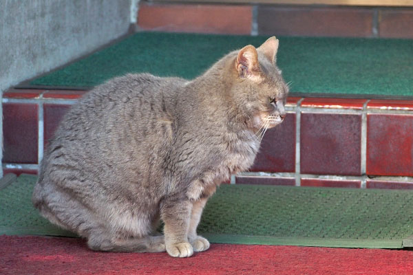 シピ　中途半端なお座り