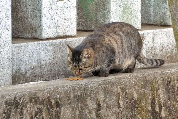 きじとらさん　オヤツ