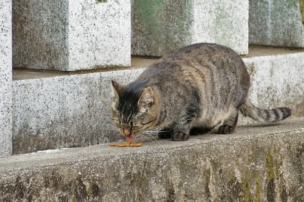 きじとらさん　オヤツ２