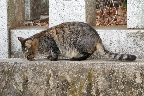 きじとらさん　オヤツ横