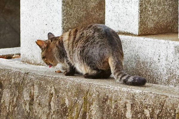 きじとらさん　オヤツ後ろ