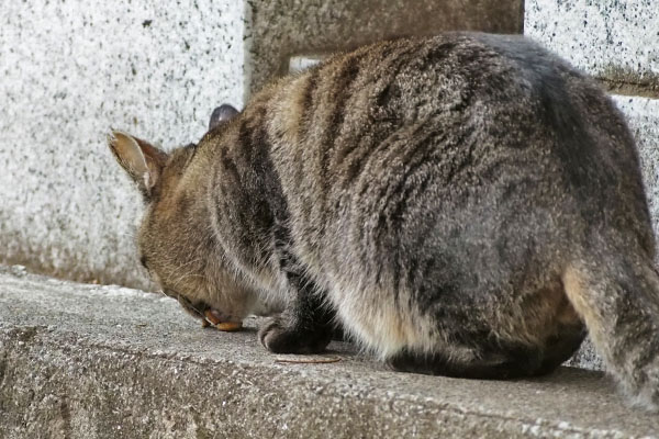 きじとらさん　オヤツゆっくり