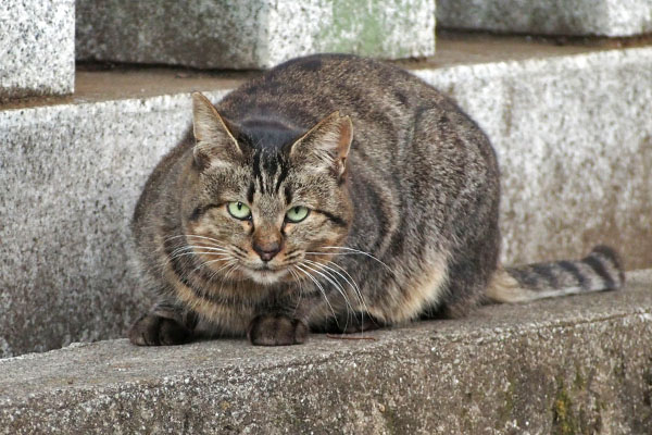 きじとらさん　食べ終わる