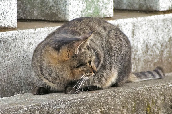 きじとらさん　横向く