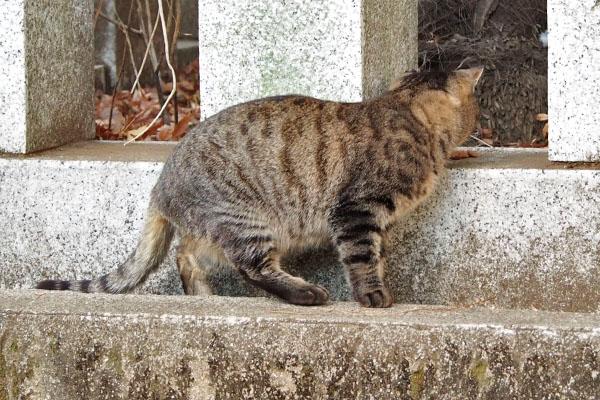 きじとらさん　見つけた