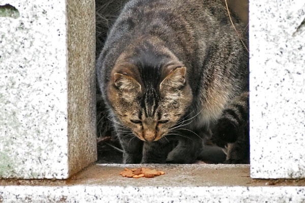 きじとらさん　向き変えて