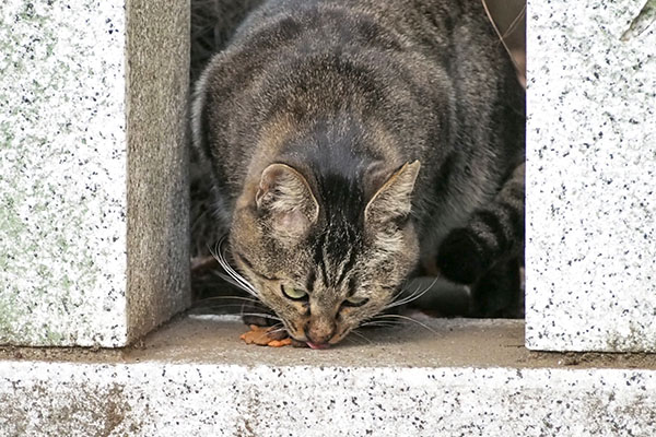 きじとらさん　食す