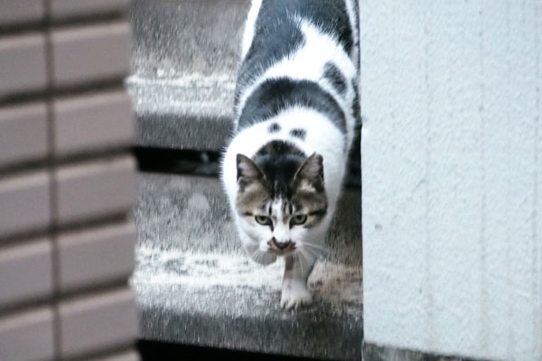 しぐれ　駆け下りて来る