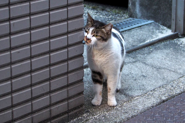 しぐれ　躊躇してる