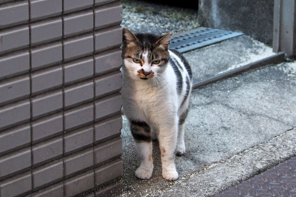 しぐれ　躊躇してる２