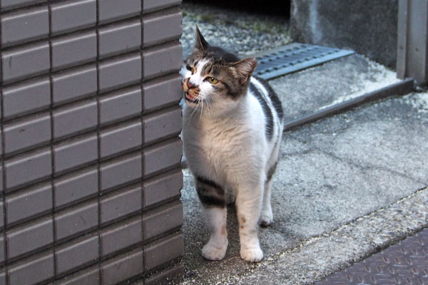 しぐれ　舌出てる