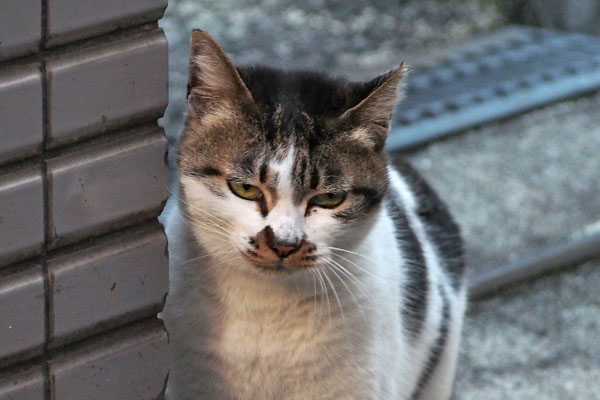 しぐれ　考え中