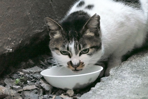 しぐれ　怖い顔で食べる