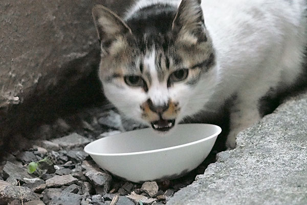 しぐれ　珍面白顔