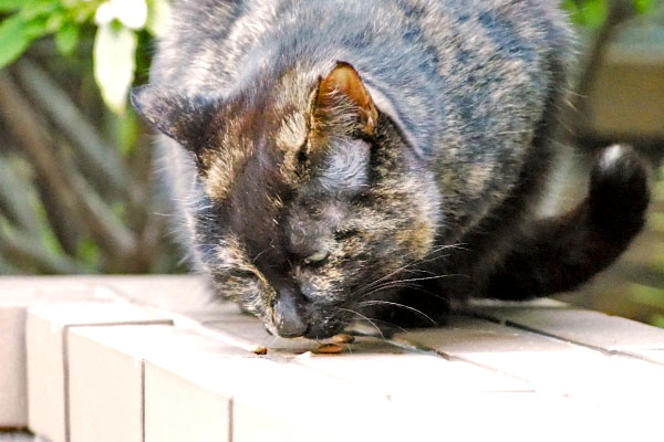 アンジュ　食べるアップ