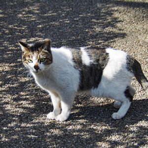 ネオ　目が合う