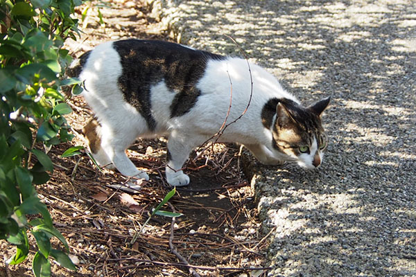 カツオ投入　ネオ