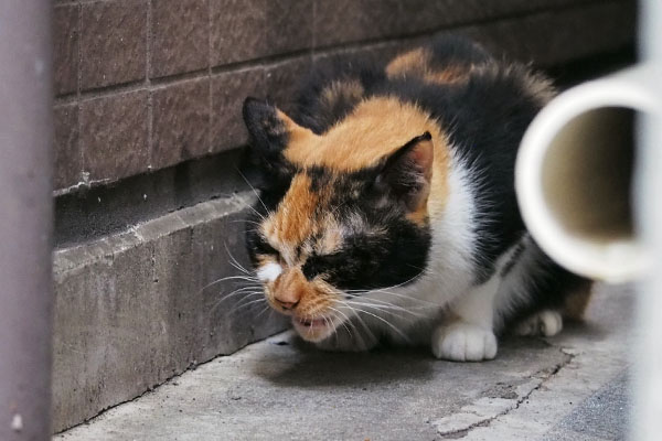 リコ　しっかり噛む