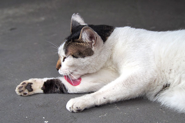 しろまる　腕をぺろん