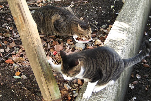 気にせず食べるシマヲ